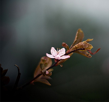 2024最新版本的Web漏洞扫描工具